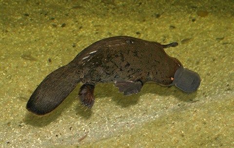 menedékfaj platypus