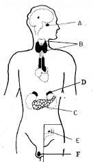 mirigyek