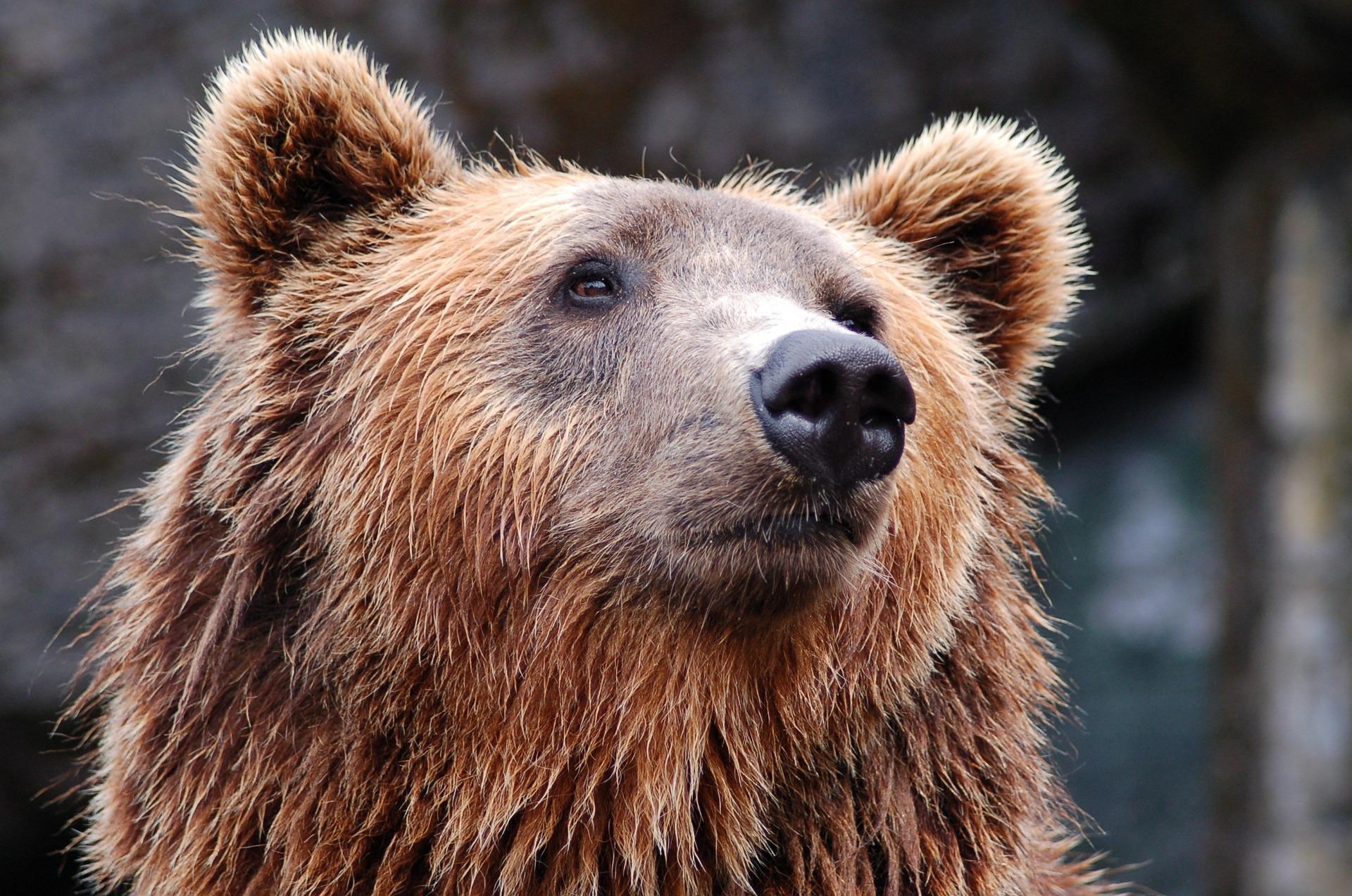 Túrázókra támadt egy medve Szlovákiában