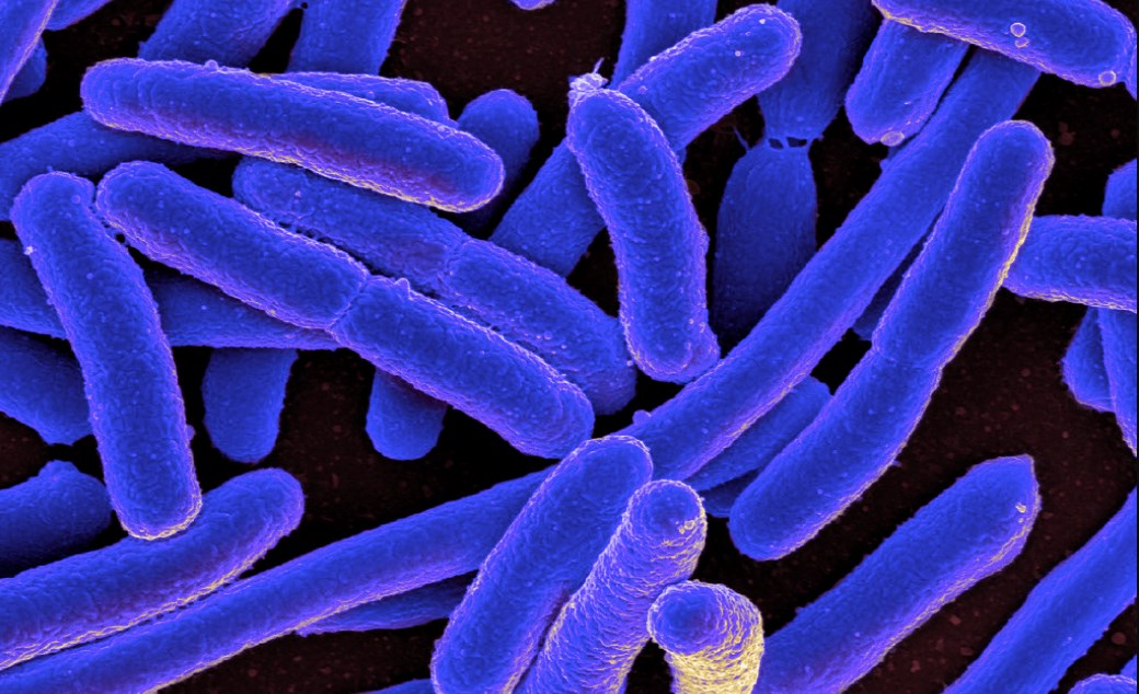 Technology: It turns out that bacteria remember, too