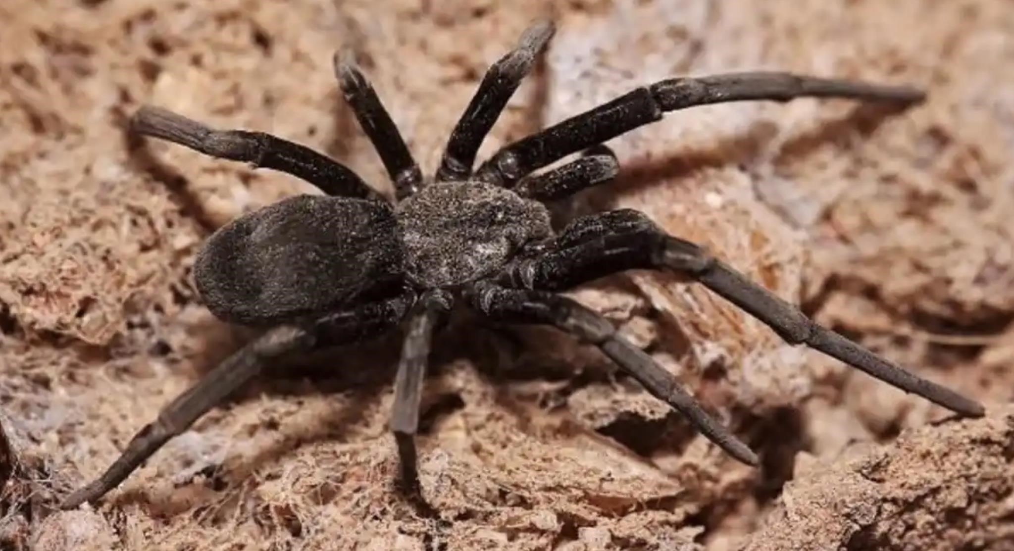 Tech: A 10-centimeter-long poisonous hunting spider crawled out of the suitcase of a traveler returning from Africa in Scotland