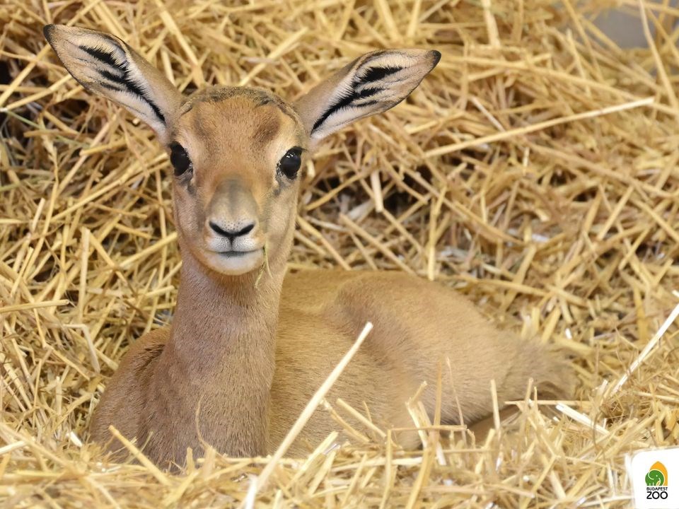 A vadonban már kihalt gazella született az Állatkertben