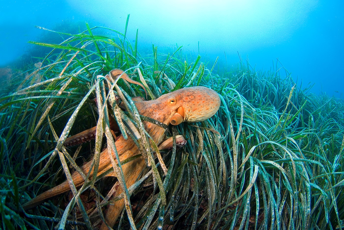 Tech: Octopuses are building real underwater cities off the coast of Australia