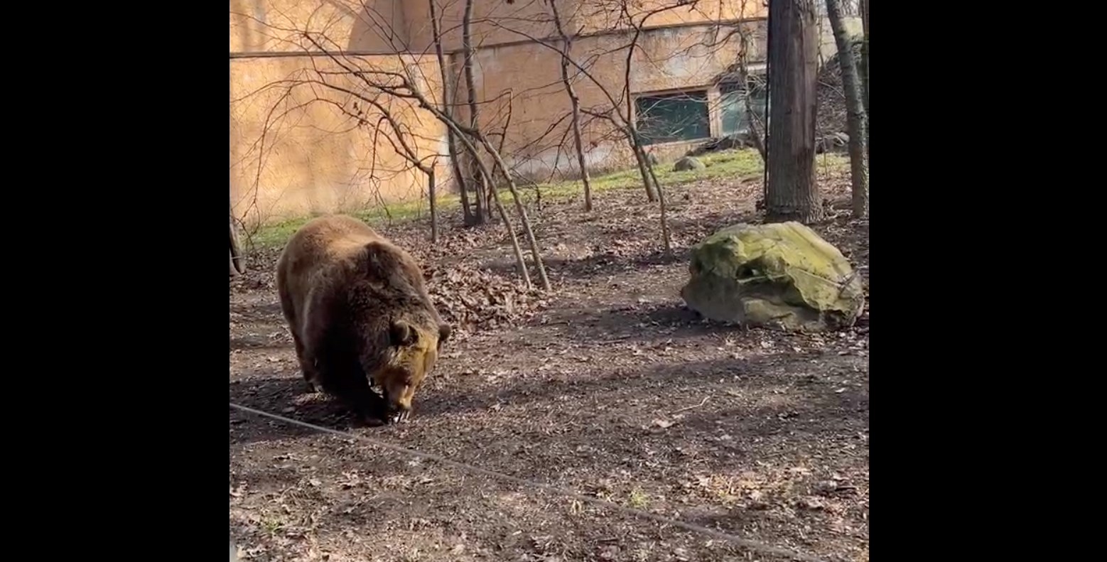Mici és Ursula meglátta az árnyékát, de a tél hosszát nem jósolta meg – videó