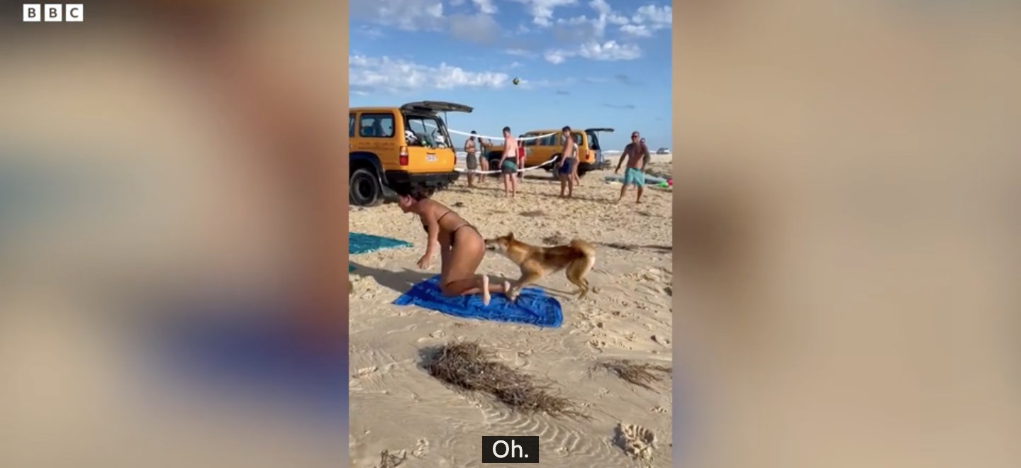 Life + Style: A person can easily fall on the beach, and then a dingo will come and bite him at the bottom
