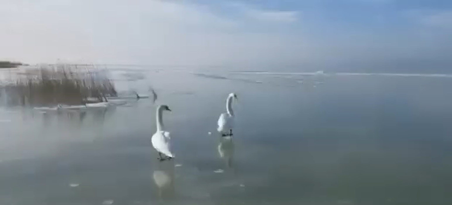 Balatonba fagyott hattyúkhoz riasztották a vízimentőket több helyen is – videó