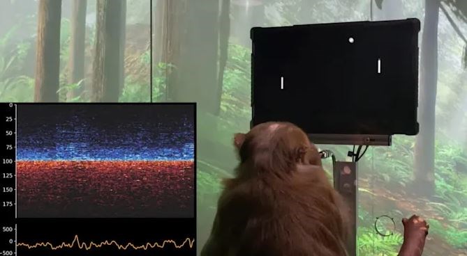Hiányos dokumentumokat talált a hatóság a laborban, ahol chipeket ültetett állatok agyába a Neuralink