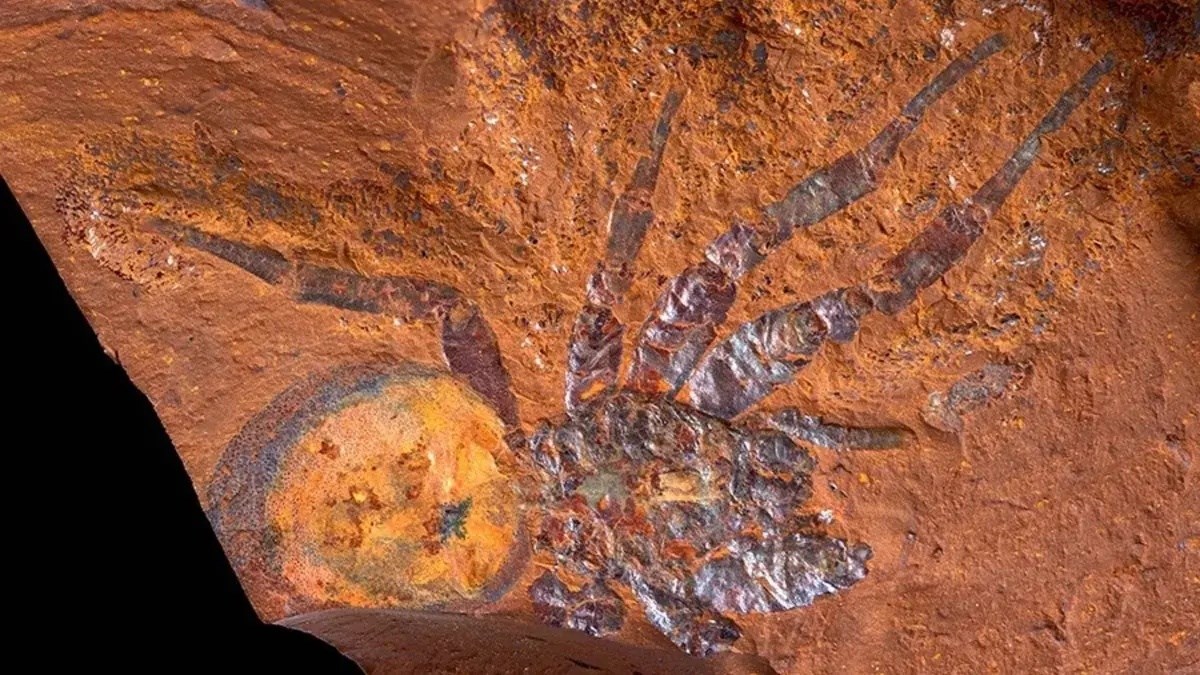 Technology: It is five times the size of its peers: The remains of a giant spider were found in Australia