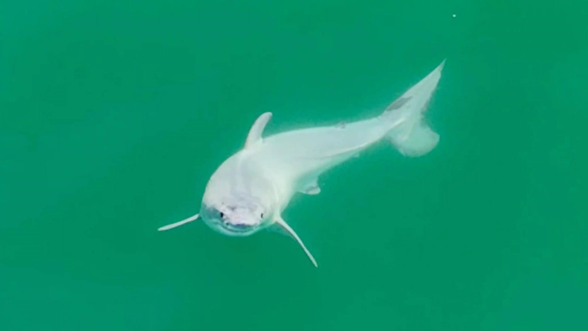 Technology: Unprecedented: A newborn white shark may have been caught for the first time – video