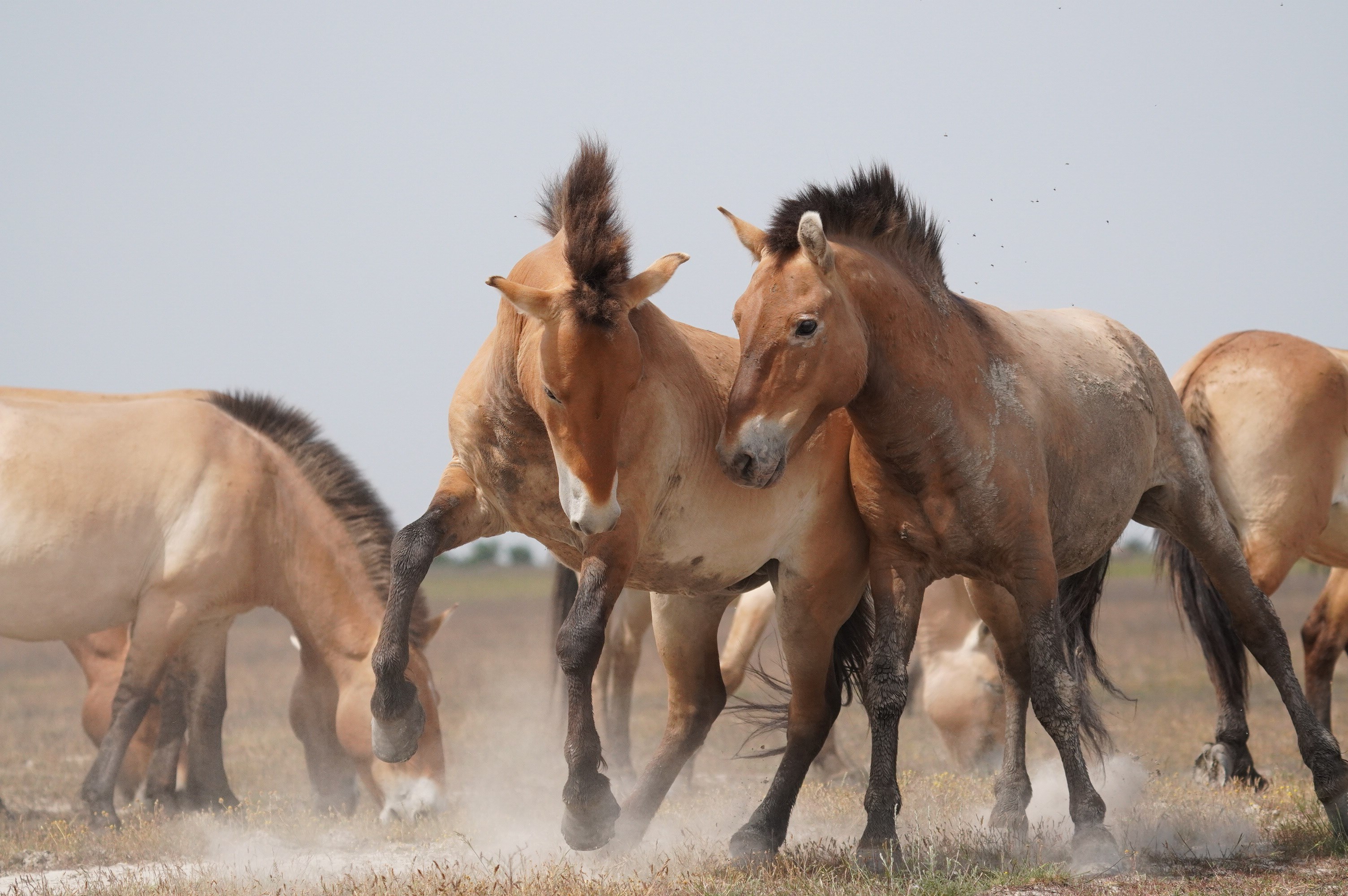 Ciencia: investigadores húngaros han utilizado drones para estudiar la compleja sociedad de los caballos salvajes