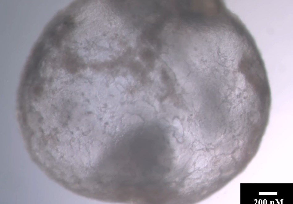 Tecnología: los científicos han creado un modelo embrionario a partir de células madre sin esperma, óvulos ni útero