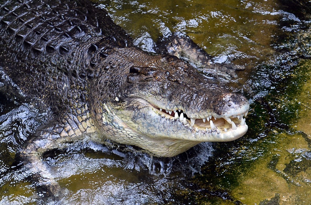 Megharapta egy krokodil, de ő visszaharapott