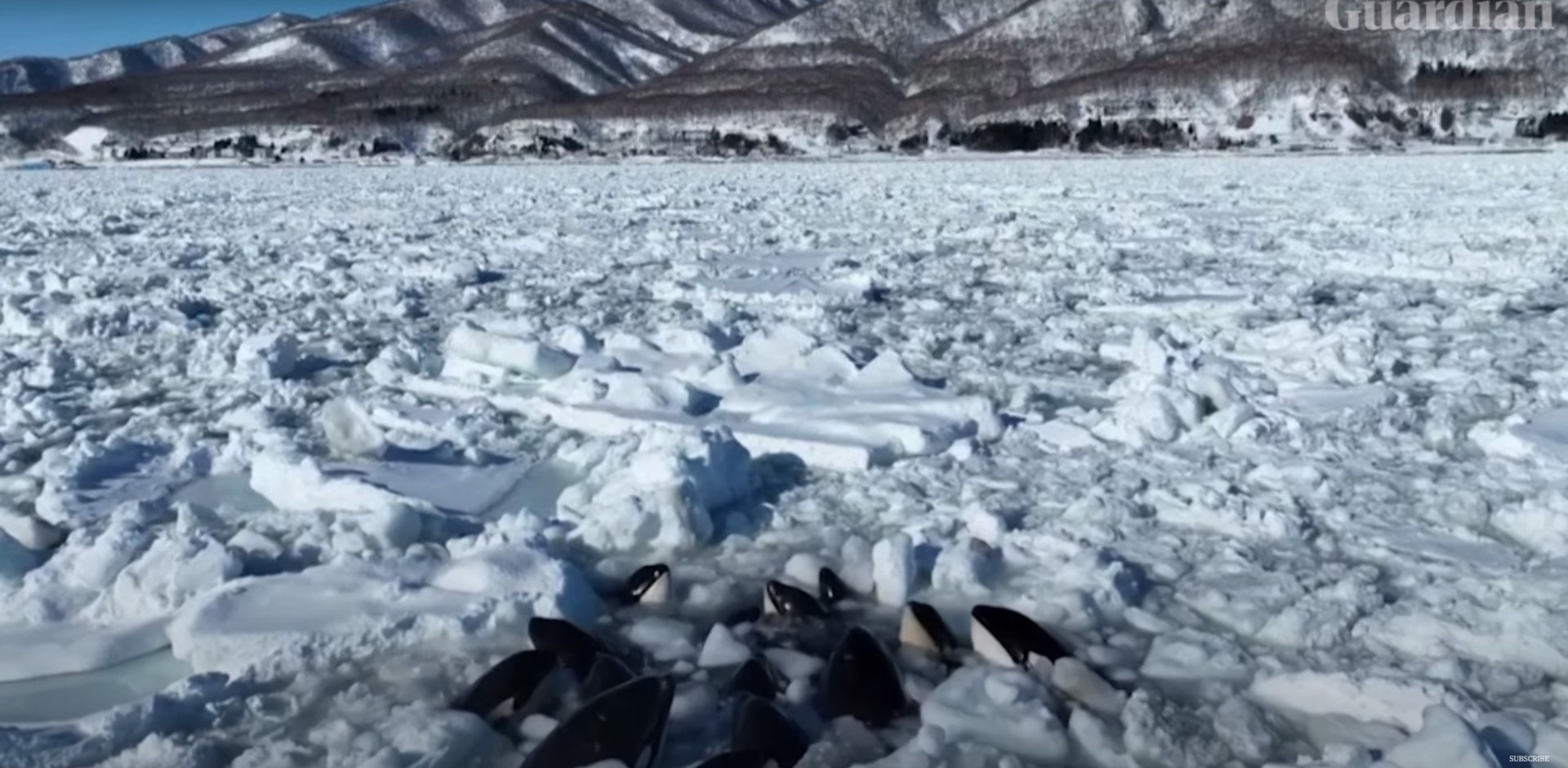Life + Style: A group of killer whales trapped between ice sheets off the coast of Japan – video