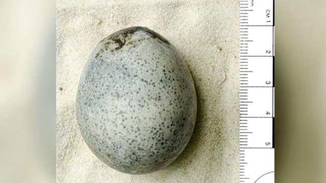Technology: A 1,700-year-old egg was found in England, and it is completely intact, with the white and yolk still inside.