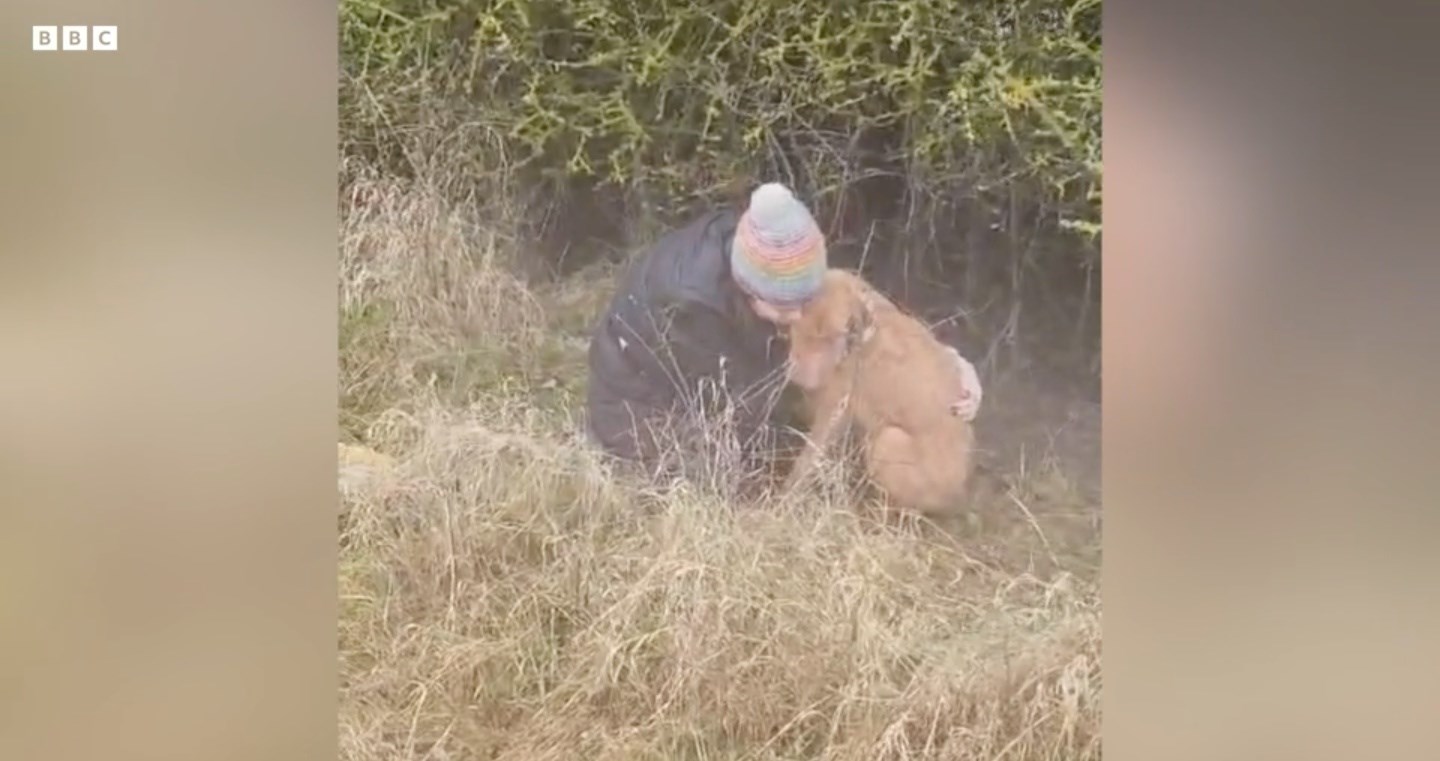 Hőkamerás drónnal kerestek és találtak meg egy magyar vizslát Angliában – videó