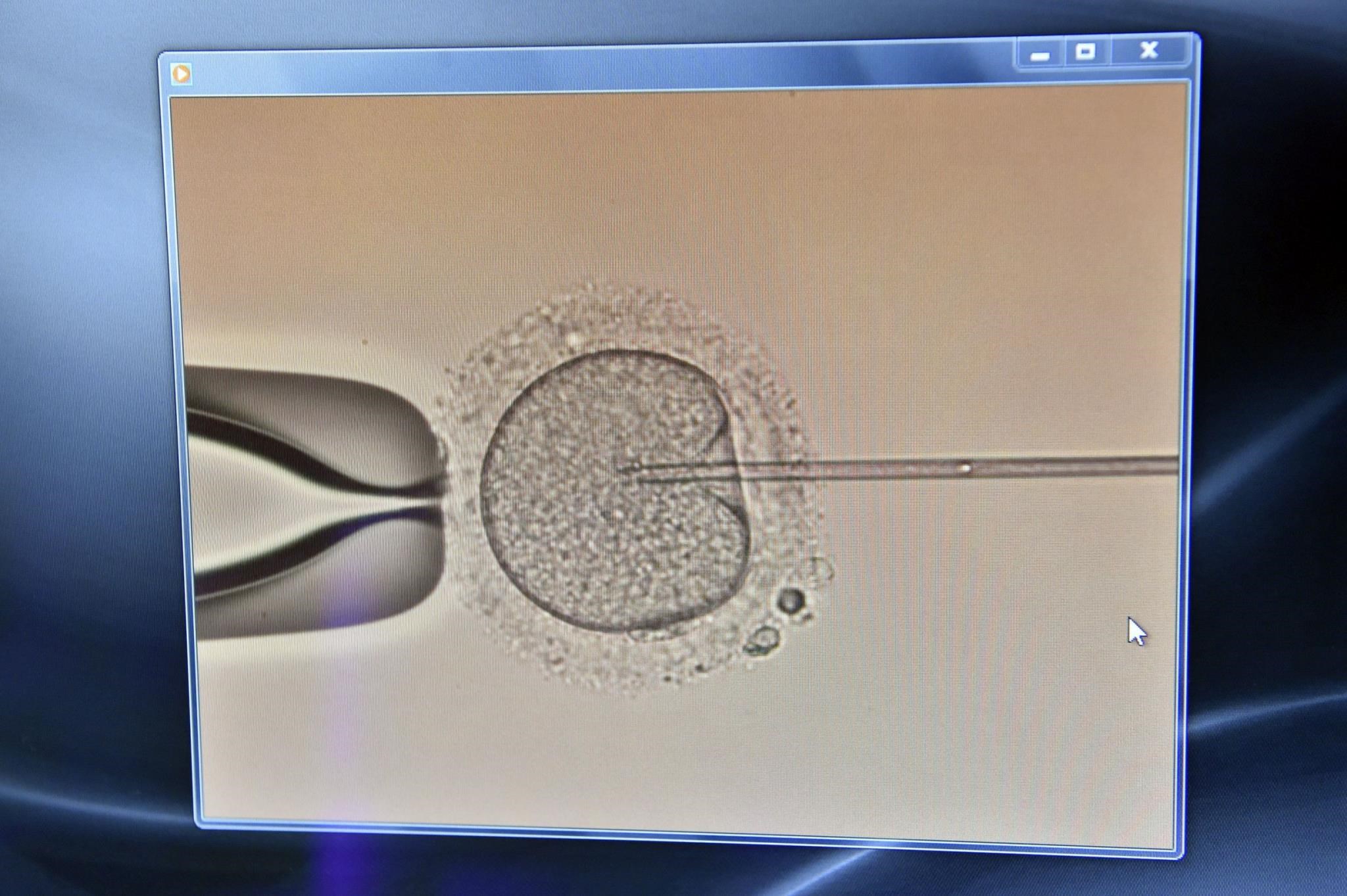 Tecnología: Se creó el primer embrión humano artificial, sin óvulo ni espermatozoide