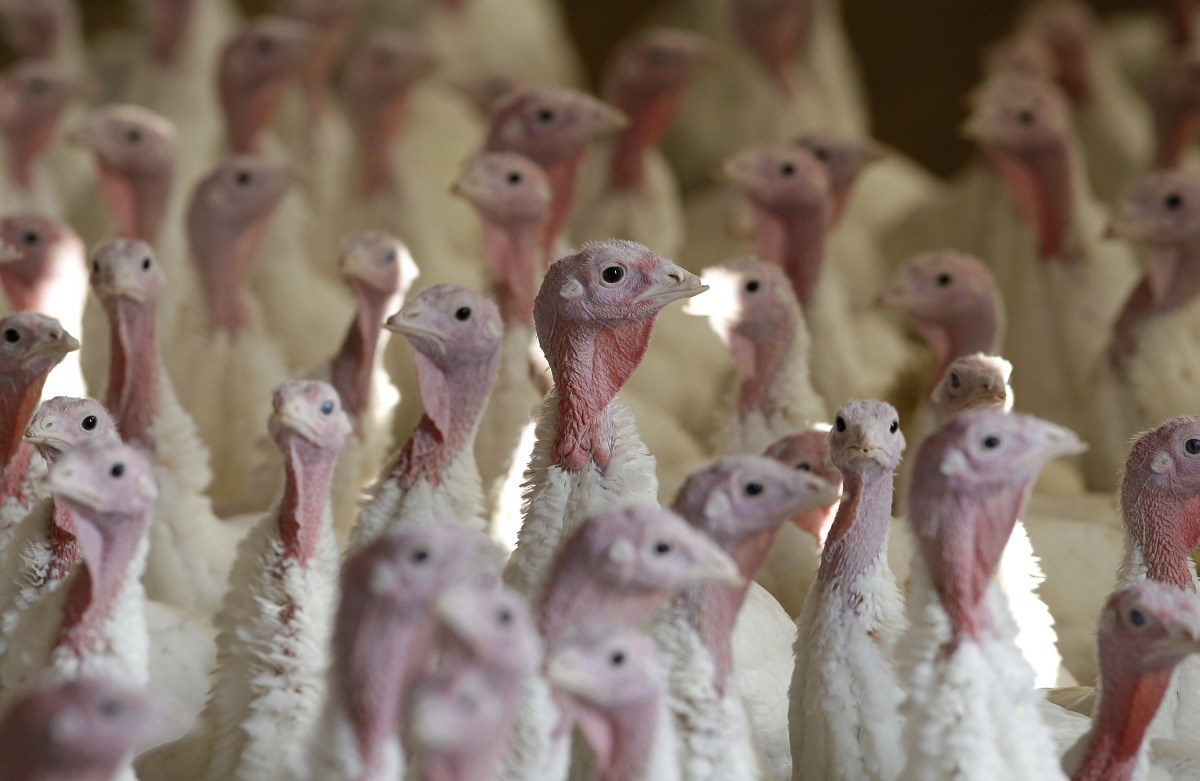 Economy: Bird flu has also struck a large number of turkey farms