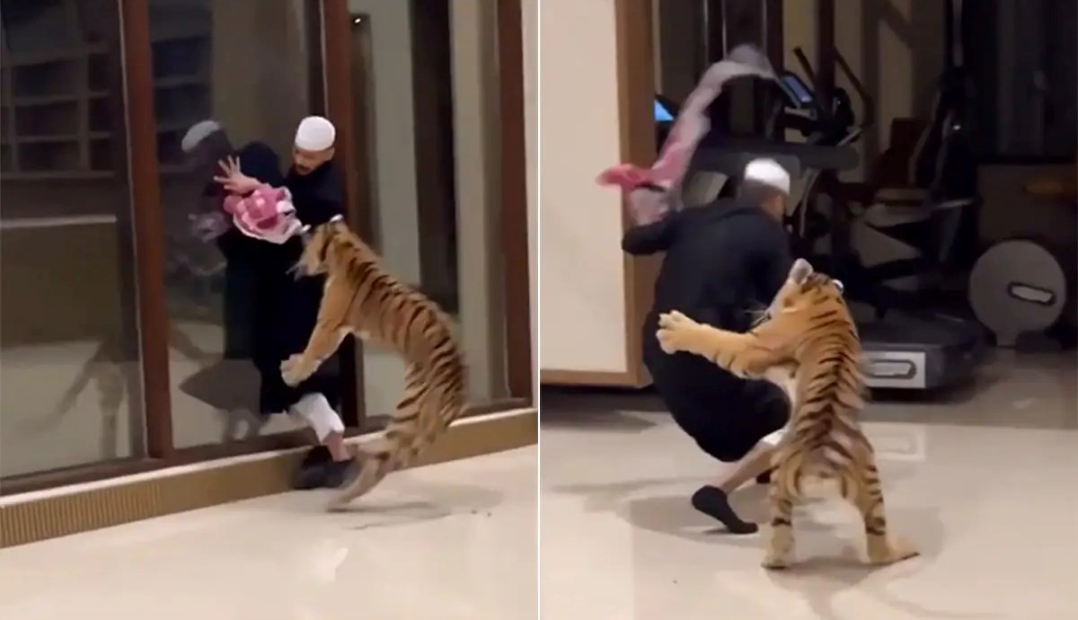 Videón, ahogy a háziállatként tartott tigrise rátámad az arab férfira – videó