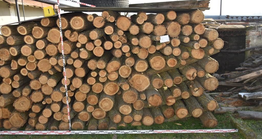 Rendszám nélküli kocsival járt fát lopni egy vezetéstől eltiltott férfi