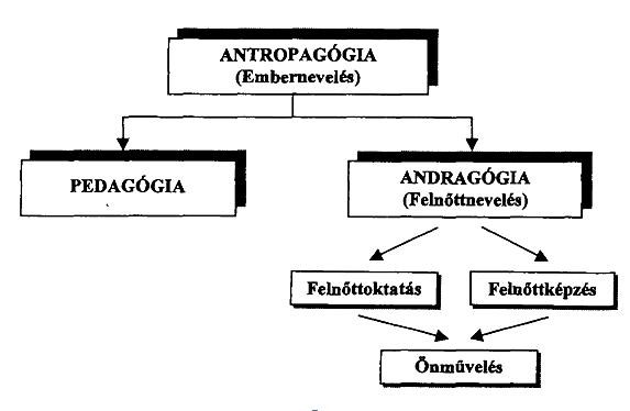 andragógia