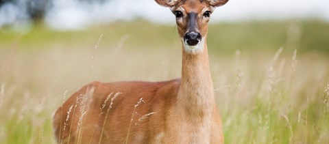 Kappan, gödölye, jerke: tudjátok milyen állatok ezek?