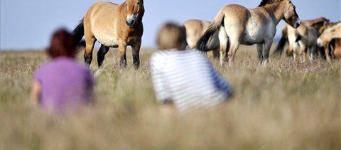 Nem kacsa: a kórházak után az iskolákban is össze kell számolni a lovakat