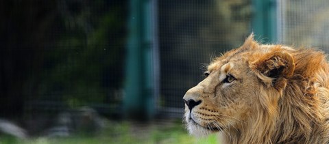 Kihelyezett tanszéken fogják oktatni az állatkerti állatok orvoslását