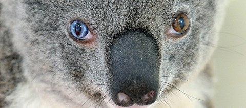 Koala a szikszói iskolákban