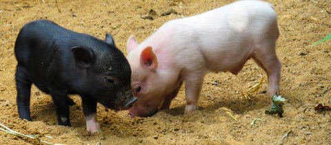 Napi cukiság: újra törpemalac-nevelőket keresnek az ELTE-n