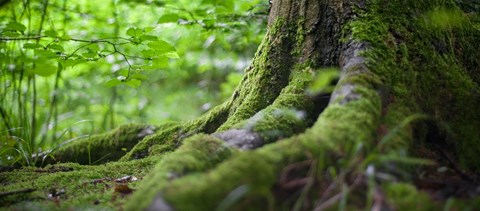 Fákkal a jobb jegyekért? Ingyenes appot mutatunk, amivel időmágussá válhattok