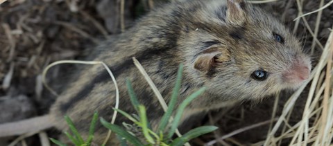 Szuper aranyos rágcsáló lett az Év Emlőse