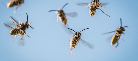 Többszintes darázskolónia volt egy gyerekszoba mennyezete felett Szolnokon