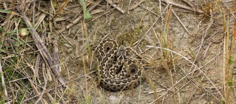 Vipera mart meg egy kutató egyetemistát