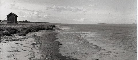 Egyre sósabb a Balaton vize, ettől megváltozhat az élővilága is