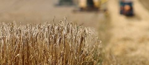 2013-as egyetemi rangsor: ezek az ország legjobb agrárkarai