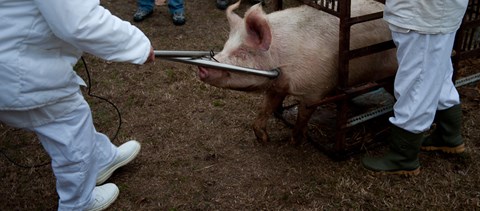 Vérengző óvodással tombol a disznótorszezon