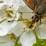 Beporzóválság - akár a gyümölcsök minőségét is befolyásolhatja a beporzást végző fajok egyedszámának csökkenése