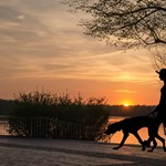 Kidobott egy kutyát az iskola udvaráról, a tankerület szerint a gyerekeket védte