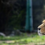 Kihelyezett tanszéken fogják oktatni az állatkerti állatok orvoslását