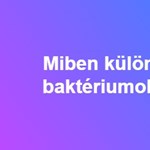 Miben különböznek a vajsav-baktériumok a sörélesztőtől?