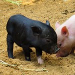 Napi cukiság: újra törpemalac-nevelőket keresnek az ELTE-n