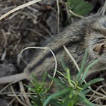 Szuper aranyos rágcsáló lett az Év Emlőse