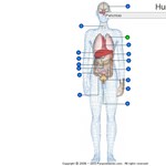 Biológiateszt estére: jól ismeritek az emberi test felépítését?