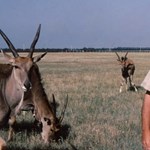 A lusta, alkoholista természetbúvár, akit nem érdekelt más csak az élővilág – 100 éves lett Gerald Durrell