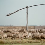 Befejeződött a Debreceni Egyetem juhászképzése