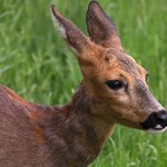 Őz rontott be egy szombathelyi iskolába