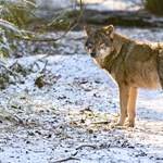 A pack of wolves has been exterminated with poisoned pieces of meat in an Italian national park