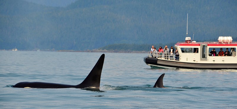 Tres barcos ya han sido hundidos por orcas, y su comportamiento se está extendiendo: los científicos han encontrado una explicación.