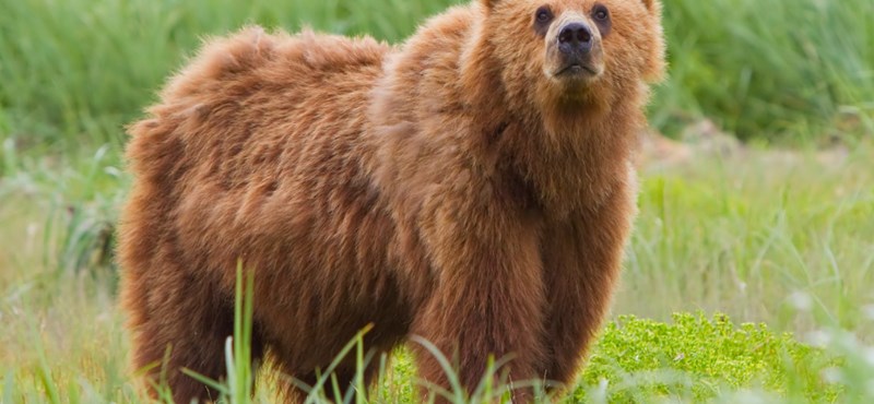 A bear attacked two mountaineers in Slovakia and tore the face of one of them