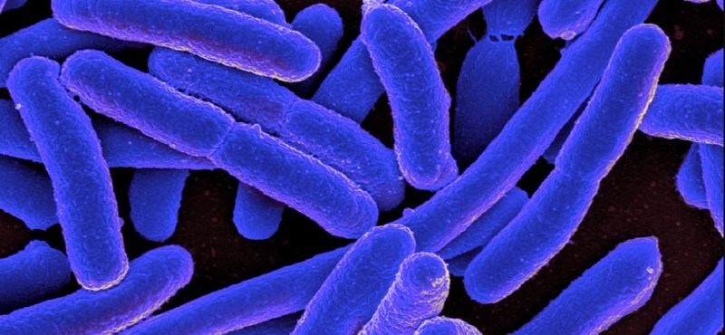 It turns out that bacteria remember, too